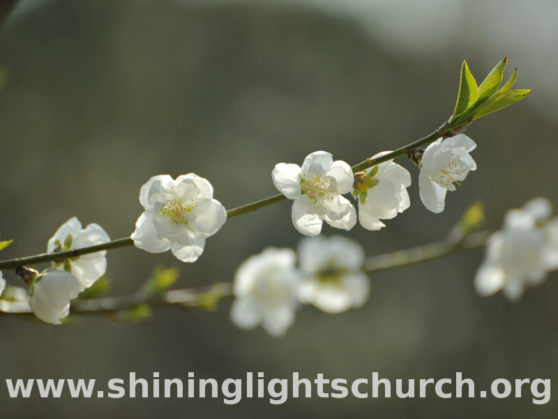 Momo (Peach Blossoms), Nagaokakyo, Japan.