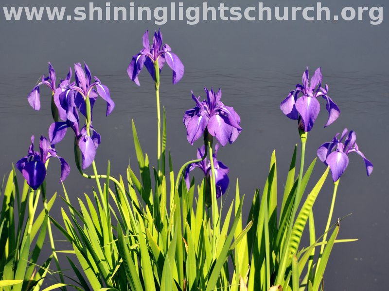 Irises, Nagaokakyo, Japan.