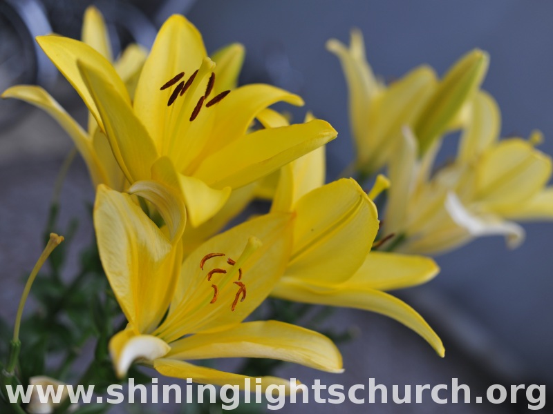 Liliums, Nagaokakyo, Japan.
