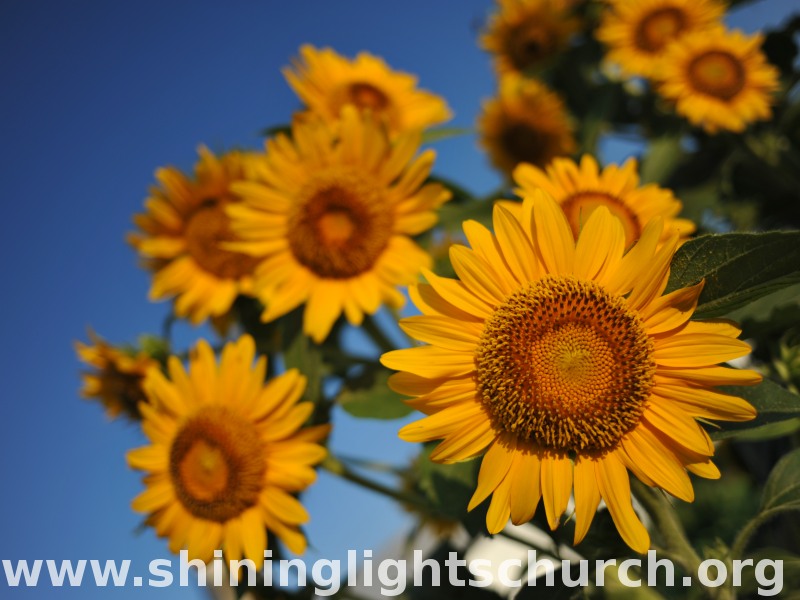 Sunflowers, Nagaokakyo, Japan.