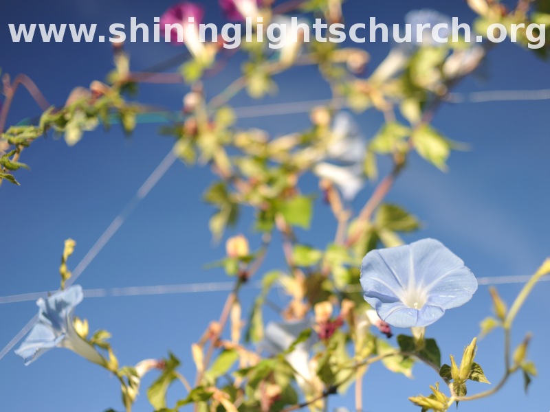 Morning Glory, Nagaokakyo, Japan.