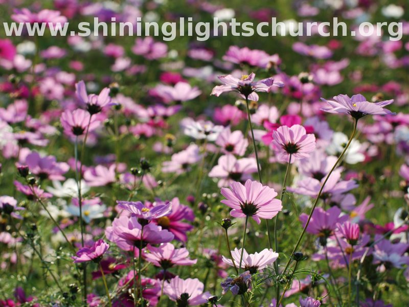 Backlit Cosmos Flowers, Nagaokakyo, Japan.