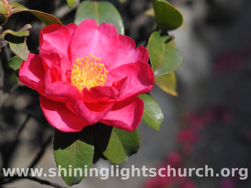 Camelias, Nagaokakyo, Japan.